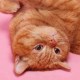 Site Icon